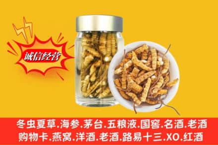 锡林郭勒苏尼特左旗回收散虫草